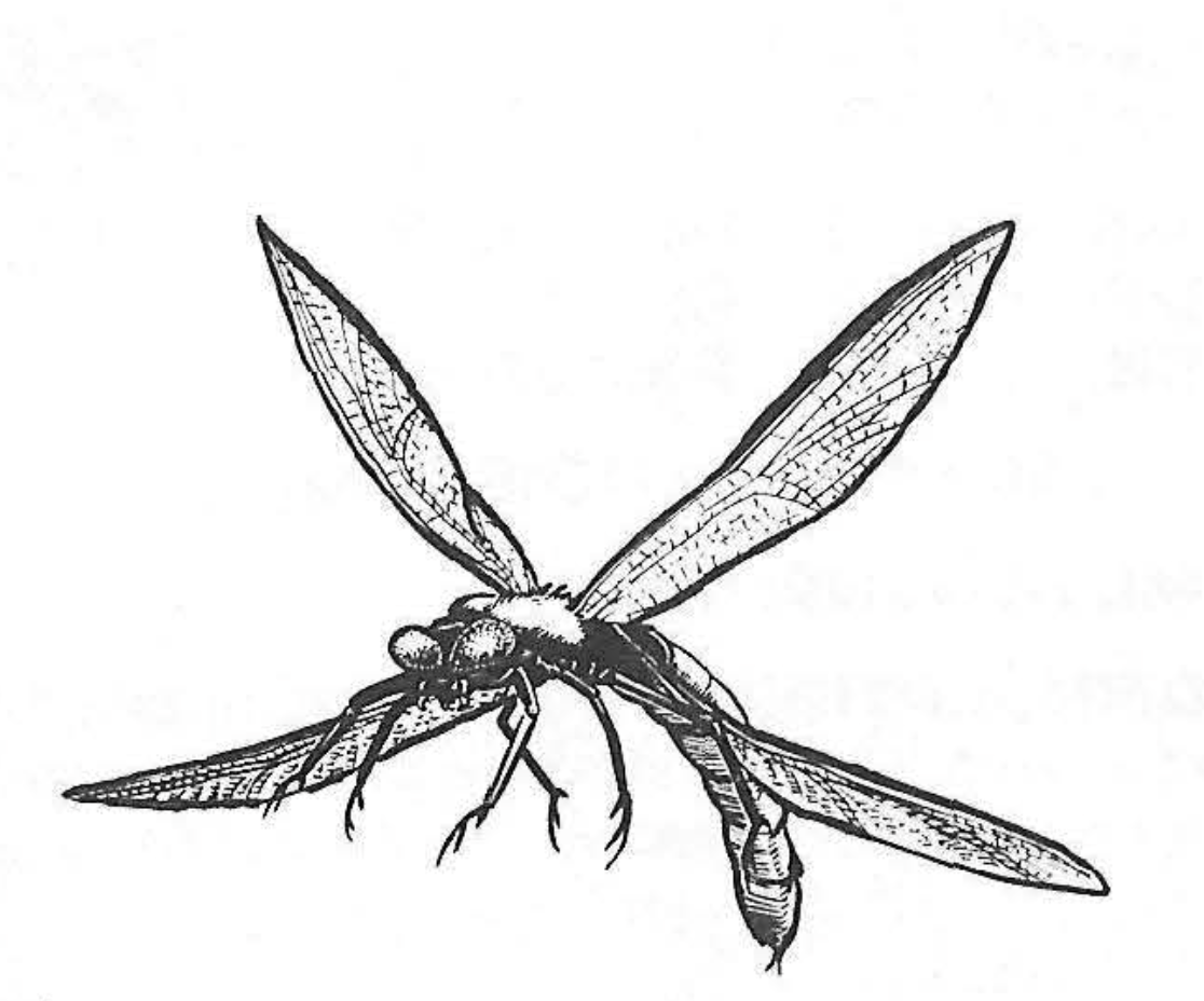 Dragon Bugs «Arn»