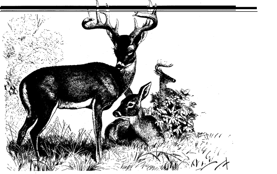 Fear Deer «Chessex»