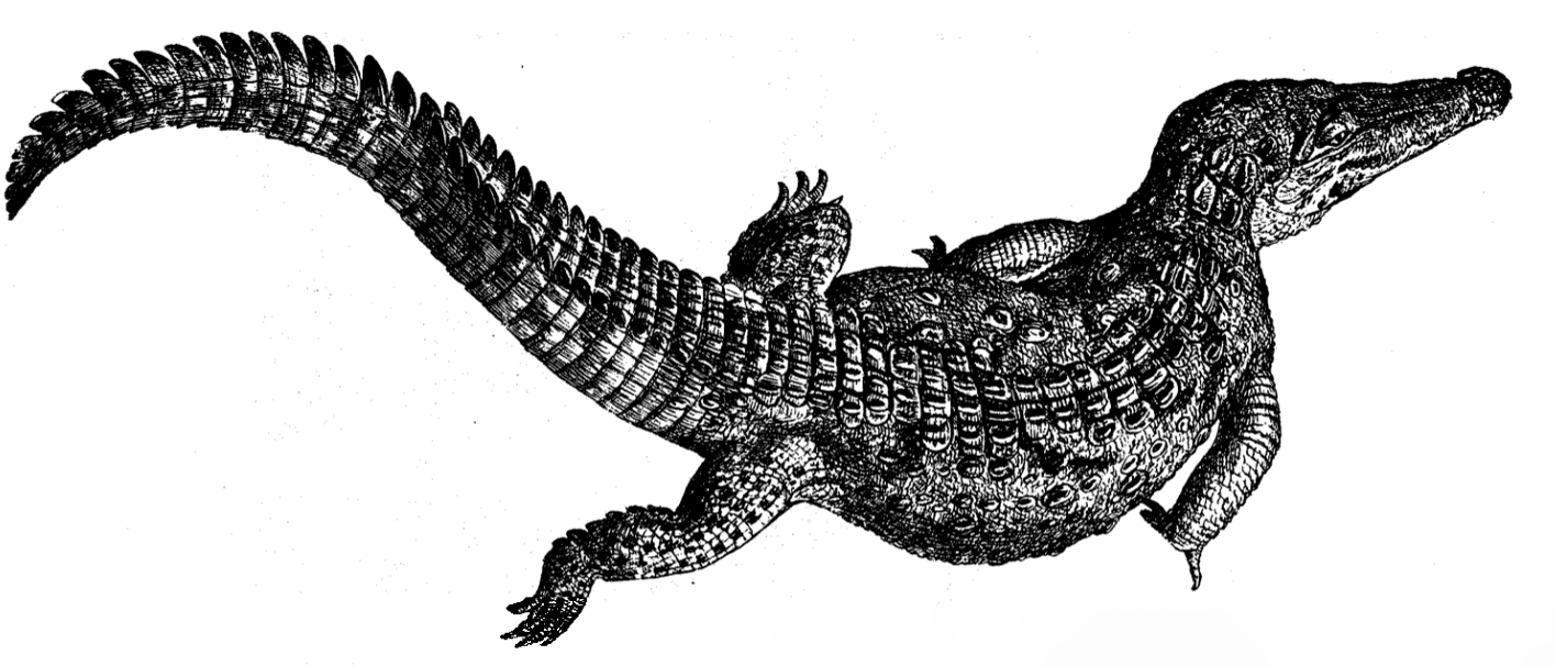 Sea Gators «Draguns»