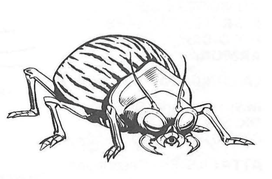Tiger Beetles «Herp»