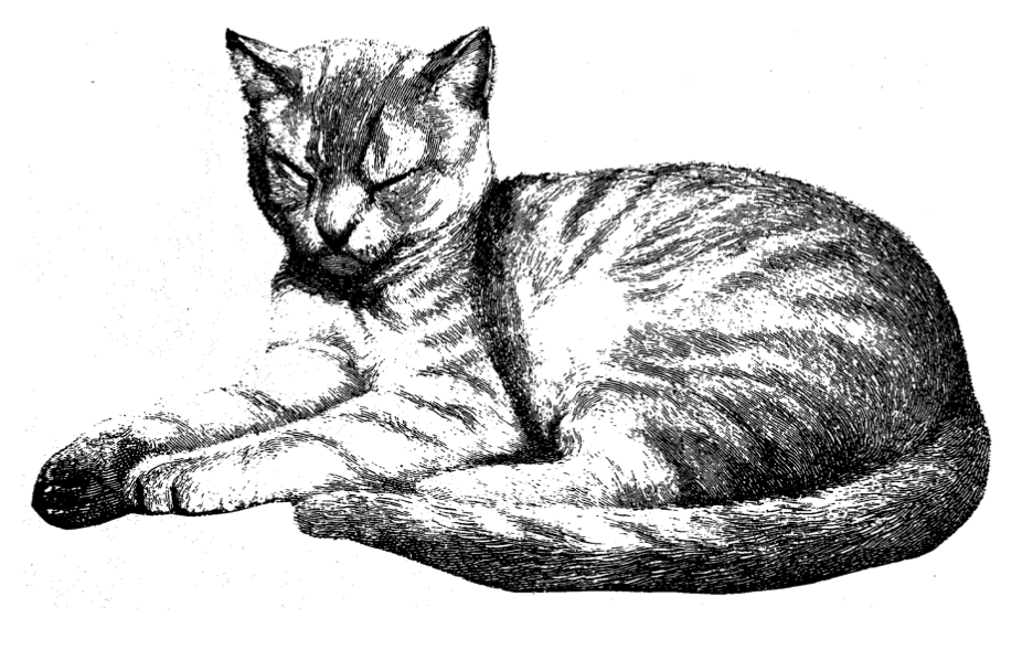 Heer Kitties «Purrlions»