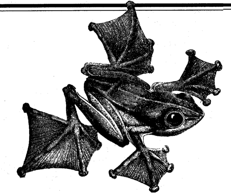 Flying Frogs «Ribbets»