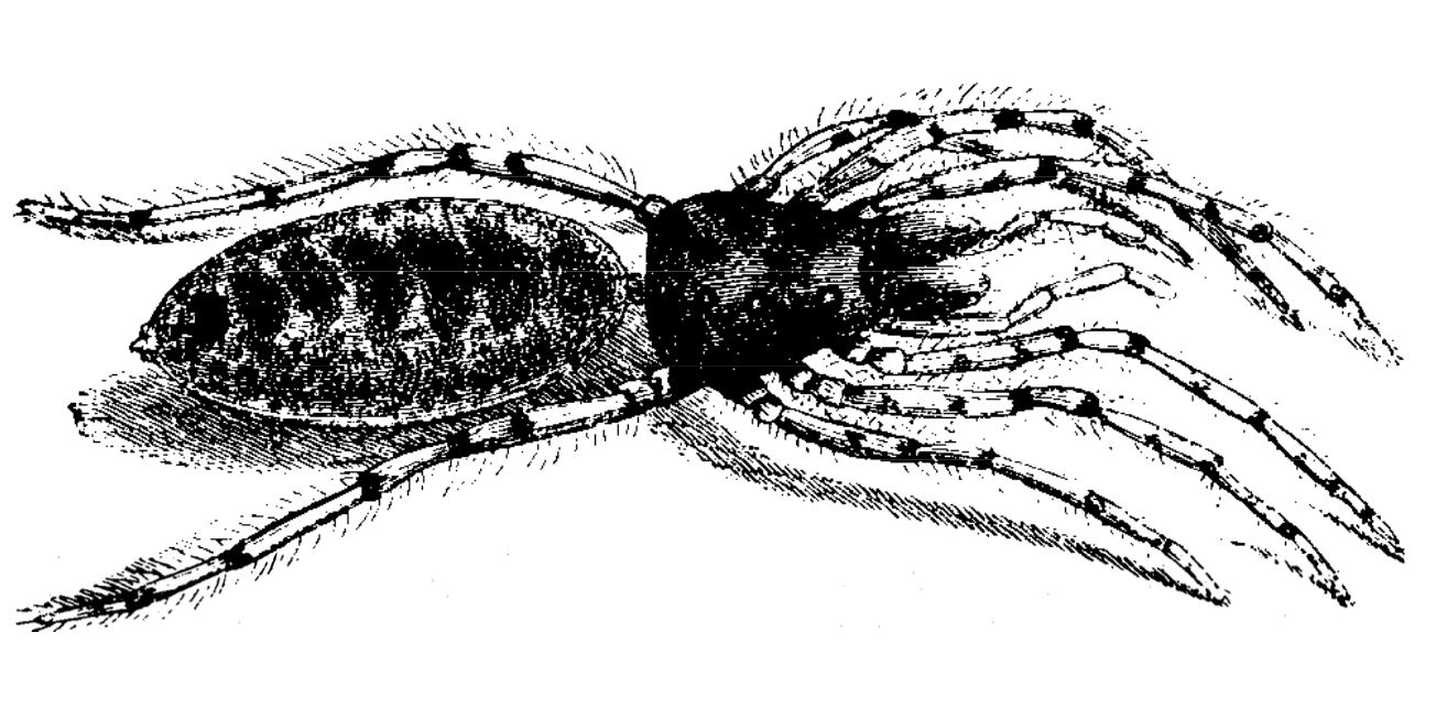 Jumping Spiders «Vilchneks»