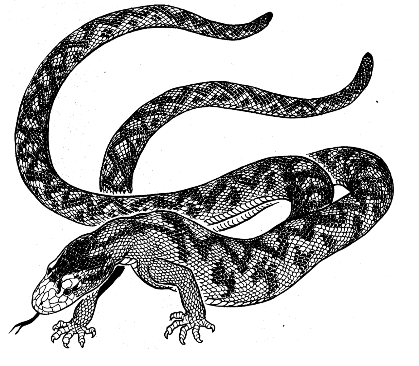 Thnder Clappers «Xloes»