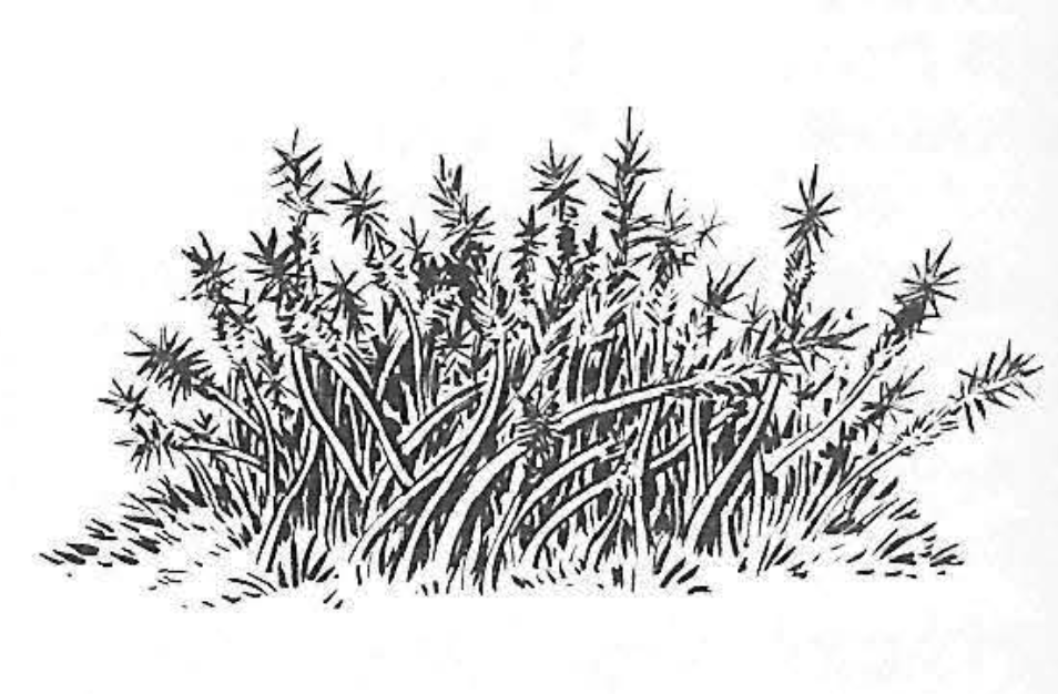 Gamma Grass «Zeeth»